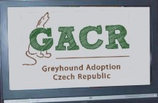 adopce chrt Greyhound galgo